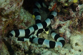 Đặc điểm kỳ lạ của rắn biển, thở qua da, uống nước mưa để tồn tại