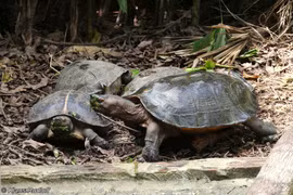 Giật mình sự thật về loài rùa đất “khổng lồ” của Việt Nam