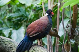 Loài chim kỳ lạ nửa bồ câu nửa gà lôi, cực khó bắt gặp 