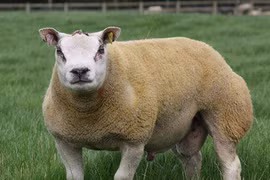 Cận cảnh loài cừu cơ bắp như đấu sĩ, mặt giống chó dữ