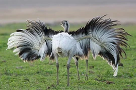 Điều cực khó tin về loài chim khổng lồ nhất châu Mỹ 