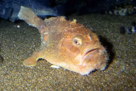 Loài cá trông như quan tài dưới đáy biển khiến giới khoa học tò mò 