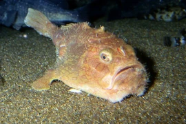 Loài cá trông như quan tài dưới đáy biển khiến giới khoa học tò mò 