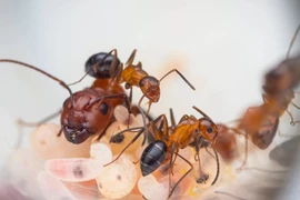 Độc lạ loài kiến thợ mộc biết phẫu thuật cứu đồng loại