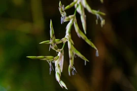 Tre ra hoa có phải điềm báo? Bao nhiêu năm mới nở một lần?