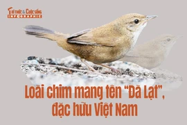 [INFOGRAPHIC] Loài chim mang tên “Đà Lạt”, đặc hữu Việt Nam