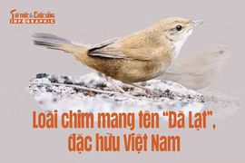 [INFOGRAPHIC] Loài chim mang tên “Đà Lạt”, đặc hữu Việt Nam