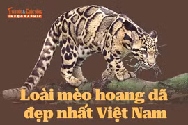 INFOGRAPHIC: Loài mèo hoang dã đẹp nhất Việt Nam