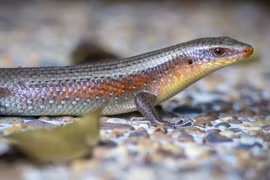 Tận mục loài thằn lằn lấp lánh như kim loại, Việt Nam cực nhiều 