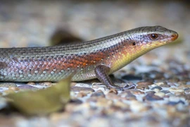 Tận mục loài thằn lằn lấp lánh như kim loại, Việt Nam cực nhiều 