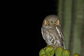 Cú sát thủ nhỏ nhất thế giới và bí mật giấu đồ rợn người