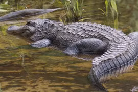 Tận thấy loài cá sấu quý hiếm nhất thế giới ở Philippines 