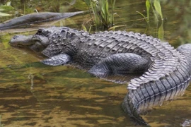 Tận thấy loài cá sấu quý hiếm nhất thế giới ở Philippines 