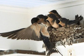 Gần Tết, 6 dấu hiệu trong nhà báo hiệu tài lộc, may mắn sắp đến