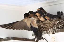 Gần Tết, 6 dấu hiệu trong nhà báo hiệu tài lộc, may mắn sắp đến