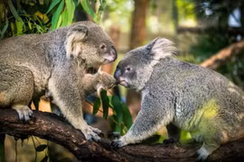 Kỳ quái loài thú có túi sở hữu đặc điểm giống hệt con người 