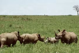 Khám phá nơi sinh sống kỳ bí của loài thú hiếm nhất thế giới