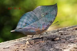 Ngắm loài bướm bậc thầy ngụy trang độc đáo của Việt Nam