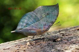 Ngắm loài bướm bậc thầy ngụy trang độc đáo của Việt Nam