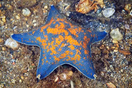 Sinh vật không não có khả năng lộn dạ dày ra ngoài gây sốc