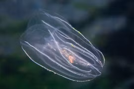 Động vật cổ xưa nhất thế giới, có khả năng tái sinh đáng kinh ngạc 