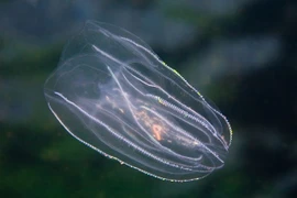 Động vật cổ xưa nhất thế giới, có khả năng tái sinh đáng kinh ngạc 