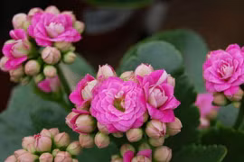 Bí ẩn cây thuốc bỏng hoa đẹp phổ biến khắp Việt Nam