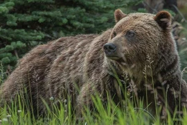 Thứ đặc biệt ở khu rừng thần thoại nổi tiếng nhất nước Nga 