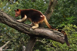 Lạ lùng loài chuột túi sở hữu tuyệt kỹ leo trèo điêu luyện