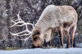 Tuần lộc, từ động vật sinh tồn ở Cực Bắc đến biểu tượng Noel bất hủ