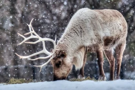 Tuần lộc, từ động vật sinh tồn ở Cực Bắc đến biểu tượng Noel bất hủ