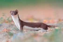 Tận mục loài thú ăn thịt nhỏ nhất thế giới của Việt Nam 