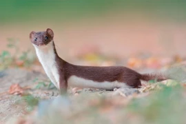 Tận mục loài thú ăn thịt nhỏ nhất thế giới của Việt Nam 