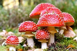 Tiết lộ sốc về loài nấm độc nổi tiếng nhất thế giới