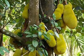 4 cây tụ lộc trời ban: Chặt là mất phúc 