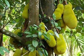 4 cây tụ lộc trời ban: Chặt là mất phúc 