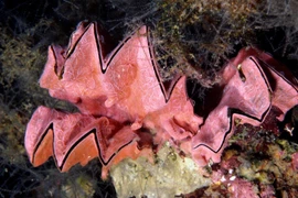 Hàu mào gà bị săn lùng ráo riết vì lý do đặc biệt