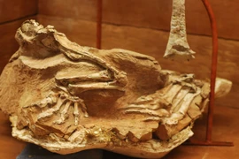 Hóa thạch đẹp hoàn hảo của loài khủng long được mệnh danh là 'thần cát'