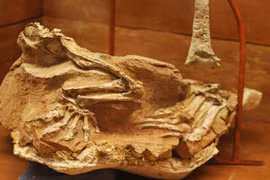 Hóa thạch đẹp hoàn hảo của loài khủng long được mệnh danh là 'thần cát'