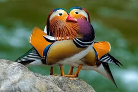 Choáng ngợp vẻ kỳ ảo của loài vịt đẹp nhất thế giới