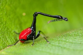 Loài mọt hươu cao cổ độc đáo với chiếc cổ dài gấp ba lần thân