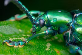 Loài côn trùng lạ của Việt Nam khiến thế giới phát sốt, nhiều người săn lùng 