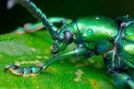 Loài côn trùng lạ của Việt Nam khiến thế giới phát sốt, nhiều người săn lùng 