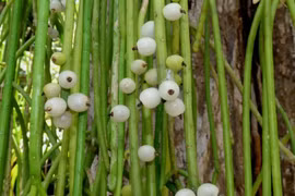 Loài xương rồng kỳ lạ nhất thế giới, sống ký sinh trong rừng rậm ẩm ướt