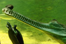 Tận mục loài cá sấu quý hiếm, kỳ dị nhất thế giới 
