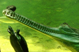 Tận mục loài cá sấu quý hiếm, kỳ dị nhất thế giới 