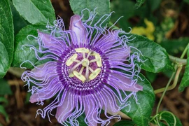 Điều lý thú ít người biết về cây lạc tiên 