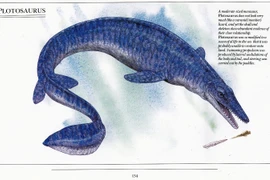 Siêu 'quái thú' mệnh danh 'tàu ngầm sống', bơi nhanh như tên lửa 