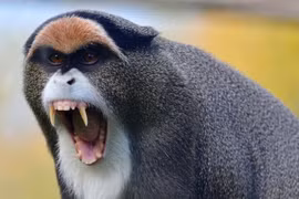 Cận cảnh loài khỉ có bộ mặt kỳ lạ, bí hiểm nhất châu Phi 