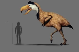 Chim săn mồi khổng lồ từng thống trị Nam Mỹ, mỏ dài tới 70 cm